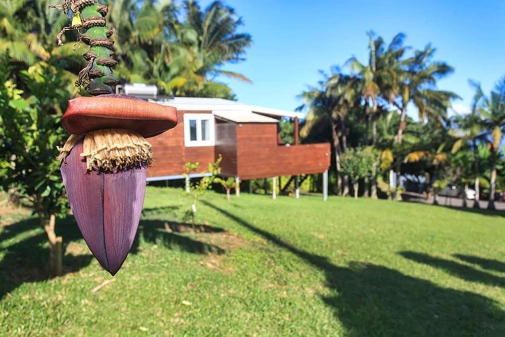 L'Escapade Creole Jacuzzi Privatif Bungalow Ananas سانت-جوزيف المظهر الخارجي الصورة